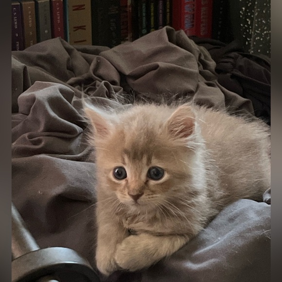 GOING LIVE NOW!!  Giveaway Now! - Picture 16 of 16